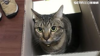 貓後面為何要加「咪」字？　真相揭曉