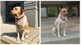 雲林科大,浪浪,懲罰,飼養,動保法,雲林