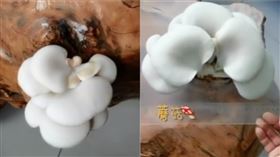 一週沒進辦公室　桌上竟長出2朵蘑菇（圖／翻攝自微博）