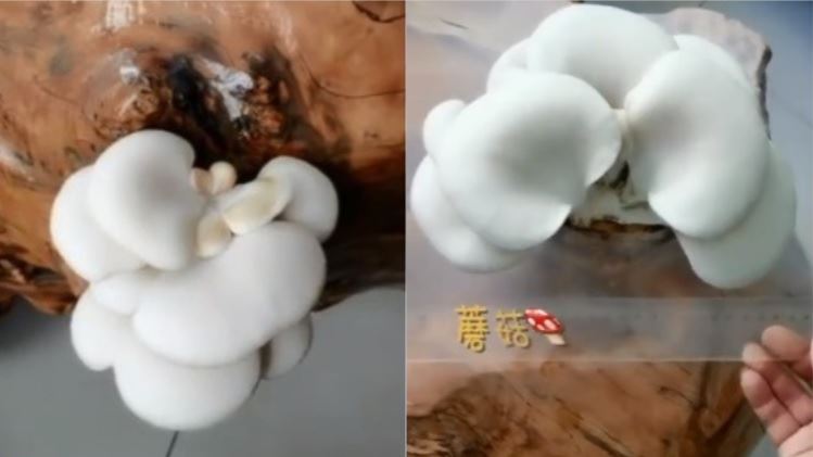 一週沒進公司　他桌上竟長出2朵蘑菇