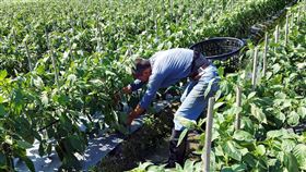 武漢肺炎影響青椒銷售　台東縣府發動團購受武漢肺炎（2019冠狀病毒疾病，COVID-19）疫情影響，農民栽種的無毒青椒開始採收卻無人問津，台東縣政府發起縣府相關機關團購，並呼籲台東民眾購買當地鮮蔬，用行動力挺在地農民，共度難關。（台東縣政府提供）中央社記者盧太城台東傳真　109年4月30日