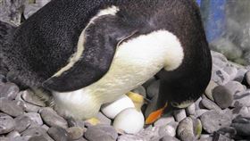 （圖／國立海洋生物博物館提供）