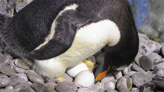 飼育員揭開與企鵝寶貝的工作日常