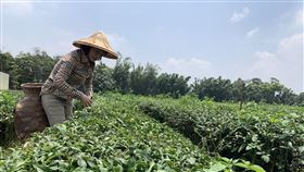 貓裡茶園體驗。（圖／記者陳宜加攝影）