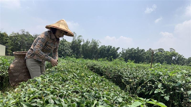 國旅新潮／開箱新秘境　苗栗貓裡打卡