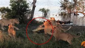 5頭母獅圍攻野生巨鱷！牠靈敏一動作…網全驚呆：勝負已分（圖／翻攝自Kruger Sightings YouTube）