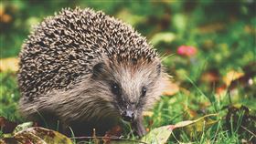 刺蝟（圖／Pixabay）