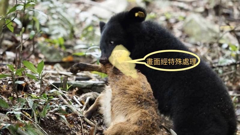 小熊野放前最後一關　順利撂倒小山羊