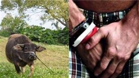 牛、生殖器（圖／翻攝自Pixabay）