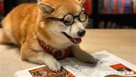 萌！柴犬Q將變身誠品敦南一日店長。（圖／記者馮珮汶攝）