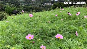 貓空,樟樹步道,波斯菊花海　台北市政府提供