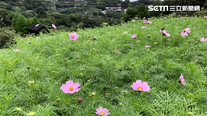 貓空樟樹步道茶飄香　波斯菊花海重現