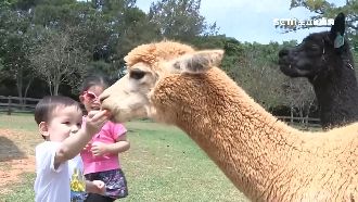 連假放晴！草泥馬出沒埔心牧場超療癒