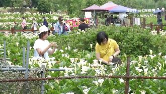 1968盯景點　淡水、竹子湖黃警戒