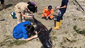 嘉義布袋沙灘發現6隻小虎鯨擱淺亡嘉義縣布袋鎮好美里沙灘1日出現6隻鯨豚屍體，海巡署獲報到場處理，經海洋生物專家初步研判為小虎鯨，可能是急性感染後死亡。（海巡署提供）中央社記者蔡智明傳真　109年5月1日