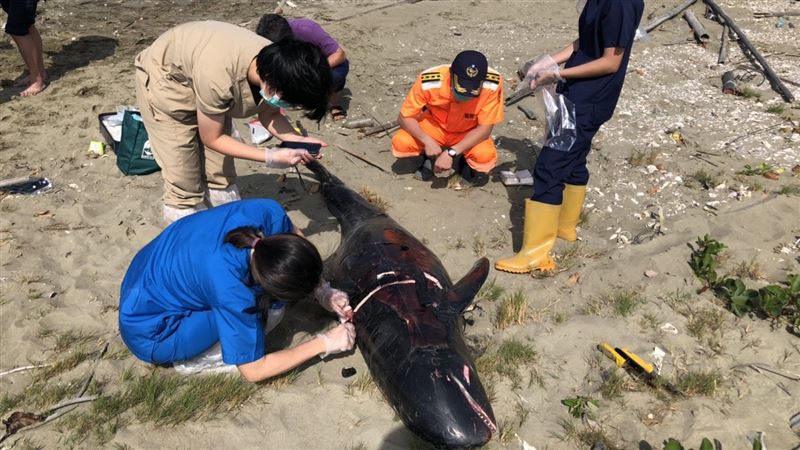 嘉義好美里沙灘6隻小虎鯨擱淺死亡