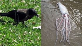 烏鴉,烏賊,烏,黑,比較,黑臉,黑心,PTT