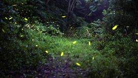 閃亮出沒 火金姑現蹤苗栗卓蘭電廠苗栗卓蘭電廠以水土保持友善環境工法，營造螢火蟲生態棲地，每到4月至6月，就可看見大批螢火蟲閃亮出沒。（台電提供）中央社記者潘姿羽傳真 109年5月2日