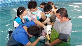 稀有糙齒海豚擱淺　送至基隆安置治療桃園市大園區潮音海風車岸際1日發現一隻稀有的糙齒海豚擱淺，經中華鯨豚協會協助送到基隆八斗子漁港救傷站檢查後，海洋委員會海洋保育署長黃向文（左2）與基隆市府等單位2日持續確認海豚傷勢。（基隆市府提供）中央社記者王朝鈺傳真　109年5月2日