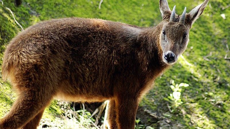 獵人佈58組獵具　保育山羊痛苦慘死