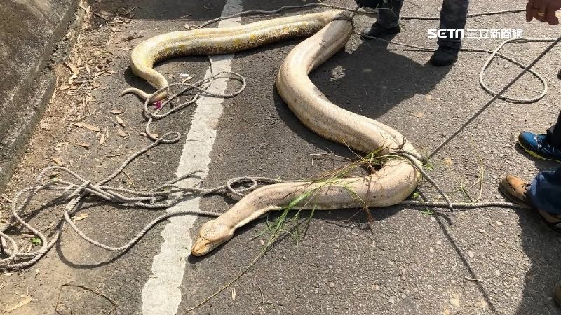 喜獲新家！黃金巨蟒入住台南動物園
