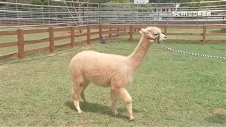 呆萌羊駝當村長！大搖大擺發紅包