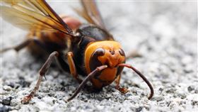 殺人蜂,虎頭蜂
https://www.flickr.com/photos/tmizo/6079010173/in/photolist-Ag4vb8-fVYwJM-agbvWe-hCAxnH