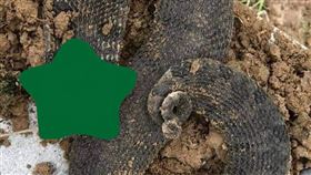 豬鼻蛇,毒蛇,蛇科,響尾蛇