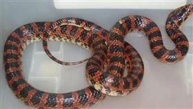 赤鏈蛇（又名紅斑蛇）（圖／翻攝自百度百科）