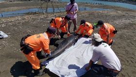嘉義布袋沙灘又見小虎鯨死亡嘉義縣布袋第三漁港附近沙洲4日發現一隻鯨豚屍體，海巡署獲報到場處理，經專家研判為小虎鯨，可能是溺水死亡，應與日前布袋好美里沙灘擱淺的小虎鯨為同一族群。（海巡署提供）中央社記者蔡智明傳真 109年5月4日