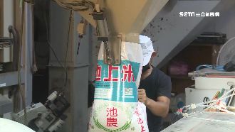 台灣米「疫」外暴紅　海外各國急下單