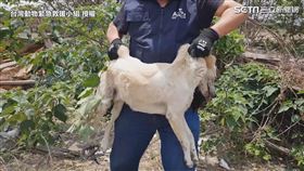 ▲浪犬讓救援小組圍捕許久。（圖／台灣動物緊急救援小組 授權）