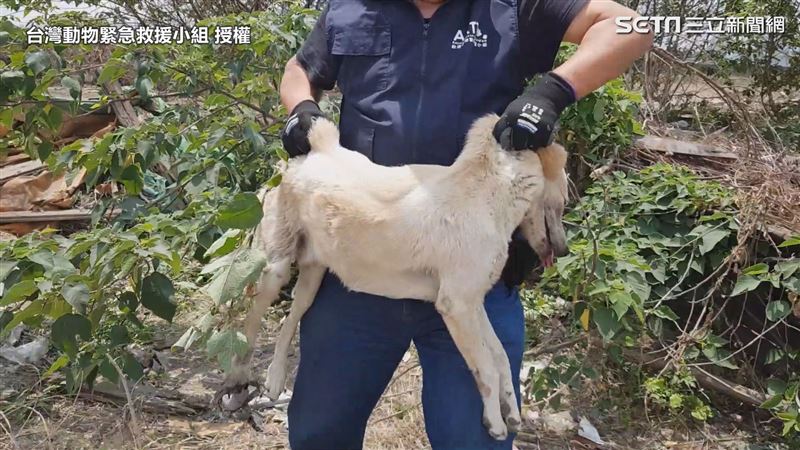 機場見浪犬掛捕獸夾　救援拆除表憂心