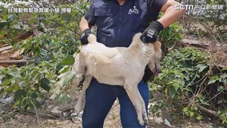 機場見浪犬掛捕獸夾　救援拆除表憂心