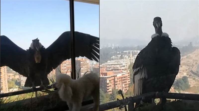 全國隔離　驚見「巨大猛禽」佇立窗前