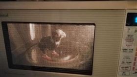 鸚鵡,微波爐,香港,惡作劇,紅燒乳鴿（圖／翻攝自臉書）