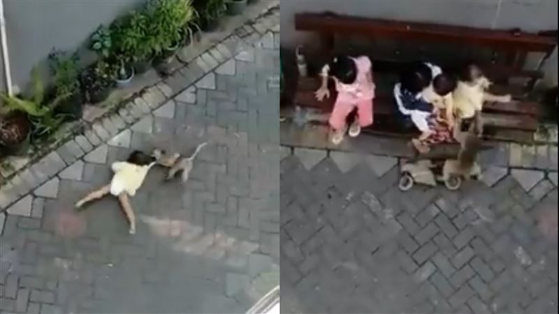 猴子街頭拐童　10秒內狂拖50公尺
