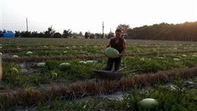 年輕遭酒駕撞成長短腳，現在口腔癌第三期，呂爸爸在雲林種西瓜盼養活一家人（臉書光線提供）