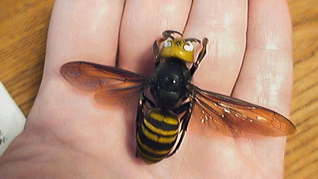 亞洲殺人蜂現蹤美西　恐危及人類安全
