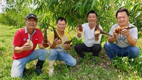 陳景行屏東推廣甜龍筍從屏東潮州鎮公所退休的陳景行（左1）推廣甜龍筍，與吳文樹（左2起）、陳實毅、吳百堯在枋寮太源農場種植甜龍筍，希望有更多農民一起加入，目標是今年合作農民能達到30公頃的種植面積。（農糧署南區分署提供）中央社記者郭芷瑄傳真　109年5月5日