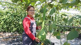 中社花市南瓜節登場　農友展示長柄葫蘆