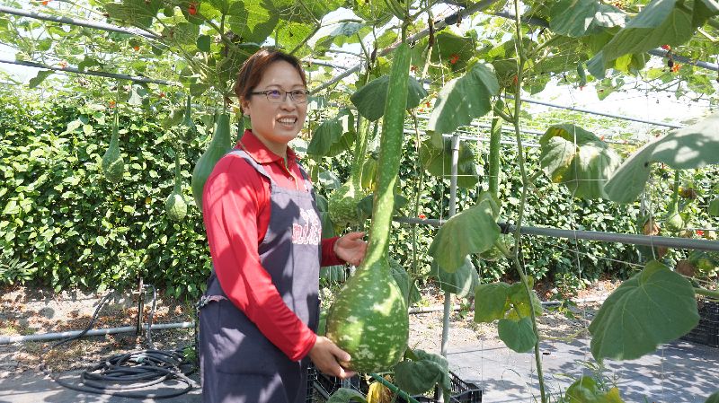 中社花市南瓜節　奇異造型瓜果吸睛