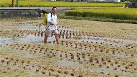 苗縣開放農民登記試用液態稻草分解菌為減少露天焚燒稻草危害空氣品質與環境，苗栗縣政府推廣使用液態分解菌，可加速稻桿腐化，減少基質肥料使用，5日起開放農民至縣內各農會登記領取試用。（苗栗縣政府環保局提供）中央社記者管瑞平傳真　109年5月5日