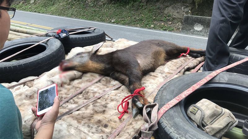 長鬃山羊跳下被車撞　走路搖晃腦震盪