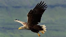  英國最大猛禽　時隔240年現蹤 武漢肺炎,英國,白尾海鵰,Roy Dennis,懷特島,游泳 翻攝自推特