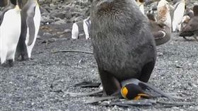 ▲可憐的國王企鵝。（圖／翻攝自影片）