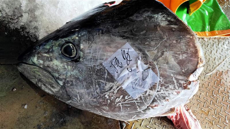 台東版老人與海　高價黑鮪上船剩魚頭