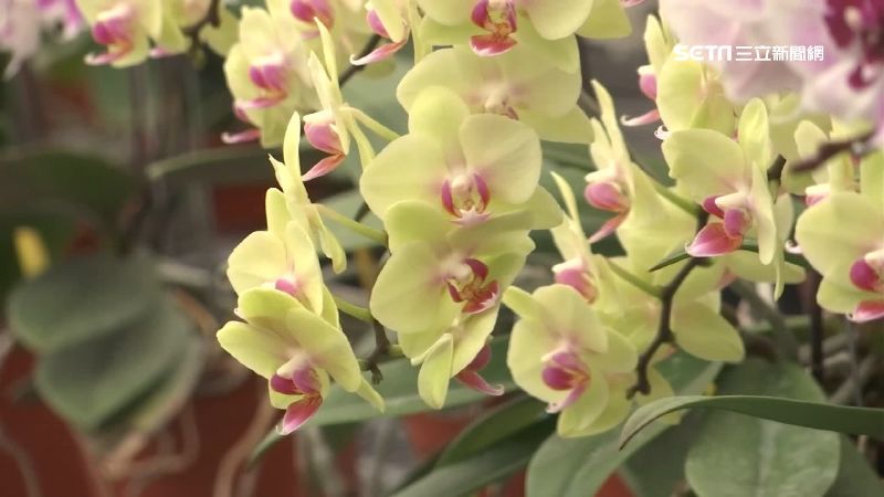 獨／台蘭、火鶴銷日　拚保國際市占率