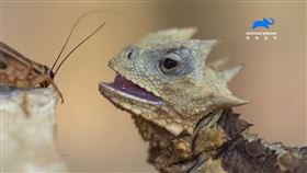 蜥蜴,蟋蟀,響尾蛇,動物星球頻道,大角蜥（圖／動物星球頻道提供）