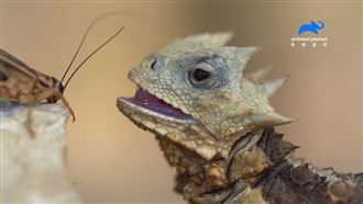 噴血蜥蜴戰蟋蟀　0.03秒吃乾抹淨